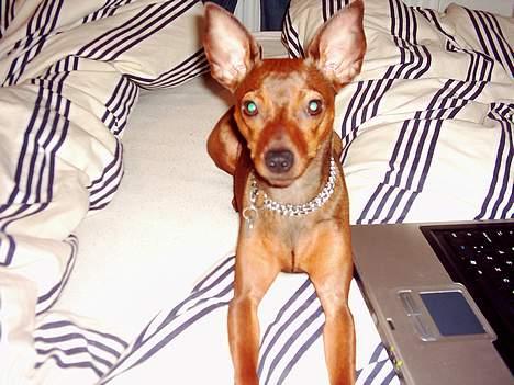 Blanding af racer Emmie billede 11