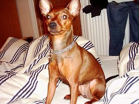 Blanding af racer Emmie billede 12