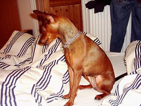 Blanding af racer Emmie billede 13