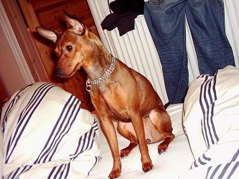 Blanding af racer Emmie billede 14