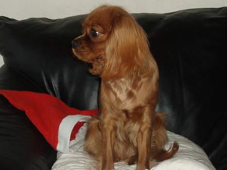 Cavalier king charles spaniel Cara billede 6