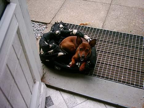 Blanding af racer Emmie billede 15