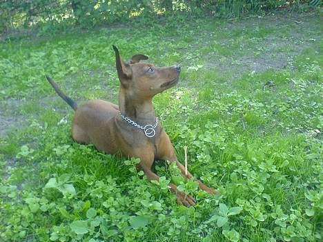 Blanding af racer Emmie billede 16