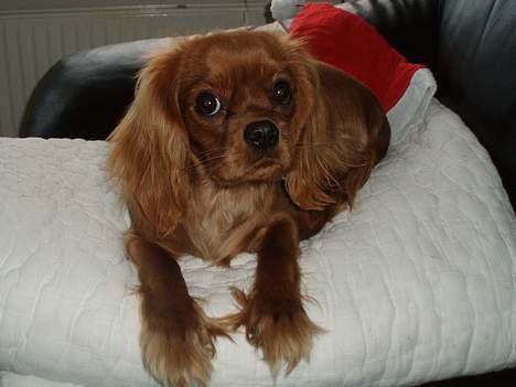 Cavalier king charles spaniel Cara billede 7