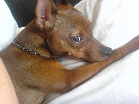 Blanding af racer Emmie billede 17