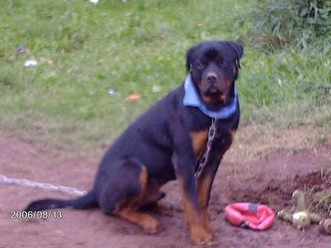 Rottweiler Asterix billede 15