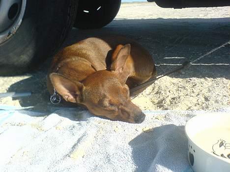 Blanding af racer Emmie billede 18