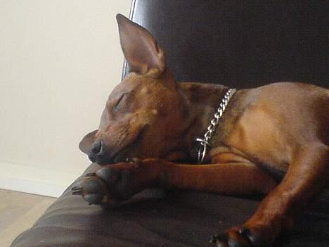 Blanding af racer Emmie billede 19