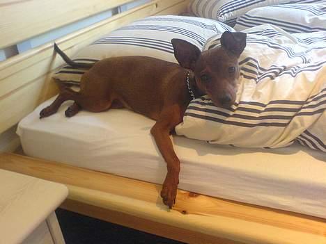 Blanding af racer Emmie billede 20