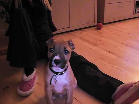 Amerikansk staffordshire terrier Chiko billede 2