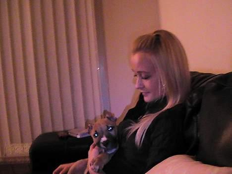 Amerikansk staffordshire terrier Chiko billede 3