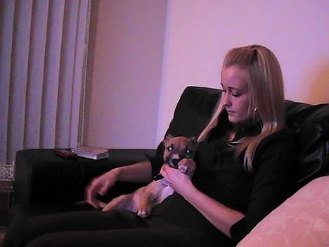 Amerikansk staffordshire terrier Chiko billede 4