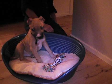 Amerikansk staffordshire terrier Chiko billede 5