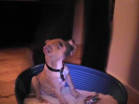 Amerikansk staffordshire terrier Chiko billede 7