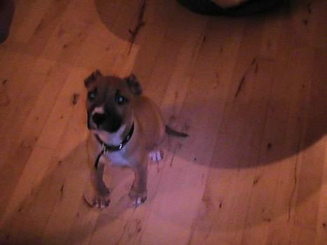 Amerikansk staffordshire terrier Chiko billede 8