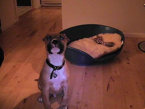 Amerikansk staffordshire terrier Chiko billede 9