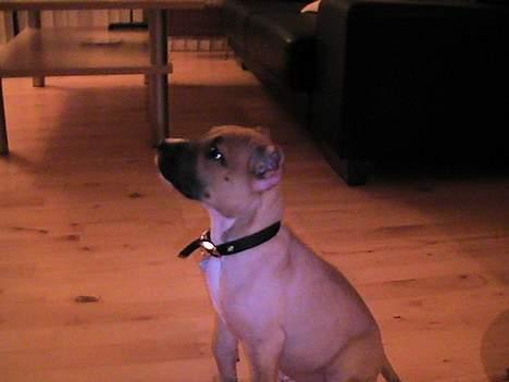 Amerikansk staffordshire terrier Chiko billede 10