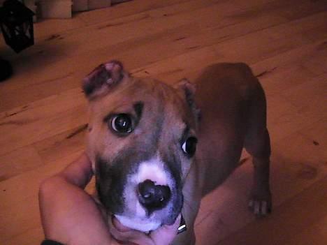 Amerikansk staffordshire terrier Chiko billede 11