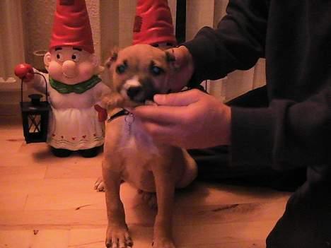 Amerikansk staffordshire terrier Chiko billede 12