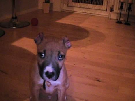 Amerikansk staffordshire terrier Chiko billede 13