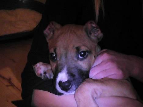 Amerikansk staffordshire terrier Chiko billede 14