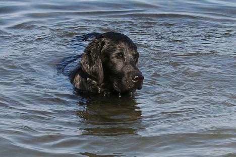 Labrador retriever Diamond - havet er skønt billede 9