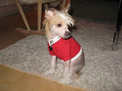 Chinese crested hårløs Elivea - R.I.P. - Elivea altid med på moden ;) 11-03-07 billede 1