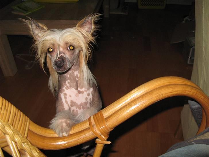 Chinese crested hårløs Elivea - R.I.P. - Hva´ så? ;) 19-08-07 NYT billede 2