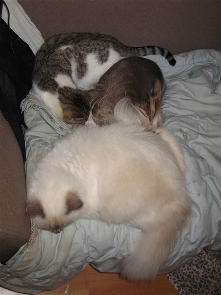 Chinese crested hårløs Elivea - R.I.P. - Er de ikke bare totalt søde? :D 31-07-07 NYT billede 4