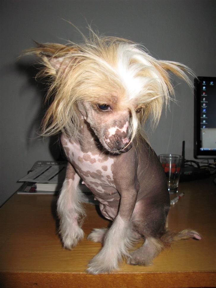 Chinese crested hårløs Elivea - R.I.P. - Ej, nu bliver jeg jo helt genert... :) 19-08-07 NYT billede 6