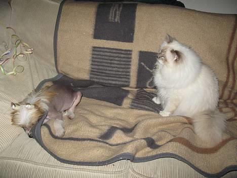 Chinese crested hårløs Elivea - R.I.P. - Jeg kan sove trygt og godt... Storebror Hannibal passer nemlig på mig :) 31-12-06 billede 7