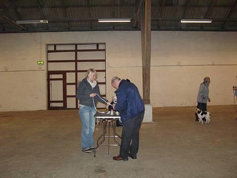 Chinese crested hårløs Elivea - R.I.P. - Til træning på bordet :) 19-03-07 billede 8