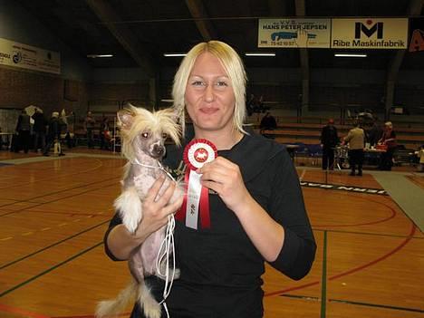 Chinese crested hårløs Elivea - R.I.P. - Eliveas første udstilling, i Ribe. Hun blev BIR :) 08-04-07 billede 10