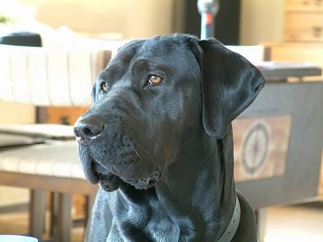 Blanding af racer Becca - Becca billede 1