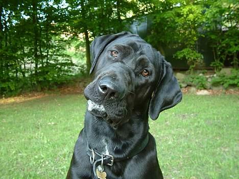 Blanding af racer Becca - Hvad siger du? billede 2