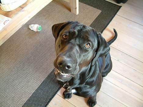 Blanding af racer Becca - Hva? billede 3