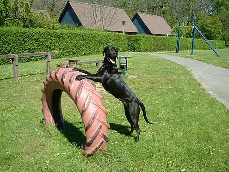 Blanding af racer Becca - Skal vi lege? billede 4