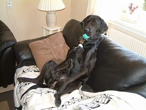 Blanding af racer Becca - Becca i sofaen med noget af sit ynglingslegetøj billede 5