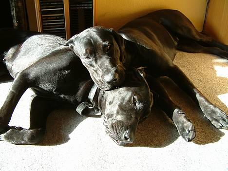 Blanding af racer Becca - Søsterkærlighed når det er bedst billede 6