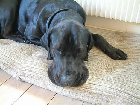 Blanding af racer Becca - Muledyret sover billede 7