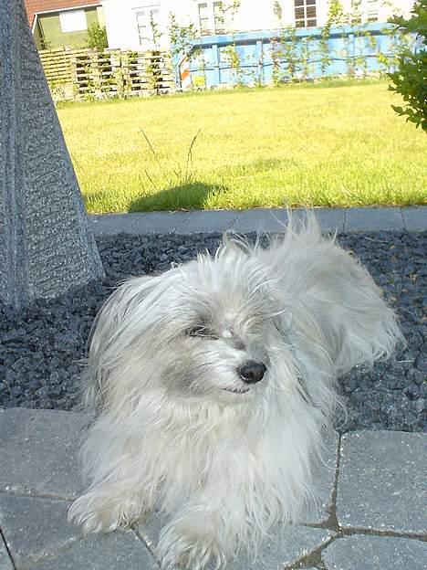 Bichon havanais Smilla - hygge,,, er hun ikke sød! 2006 billede 6