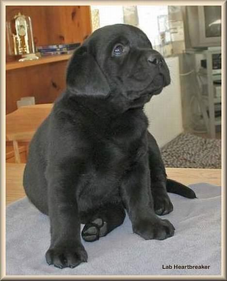 Labrador retriever Diamond - Diamond som 8 uger billede 10