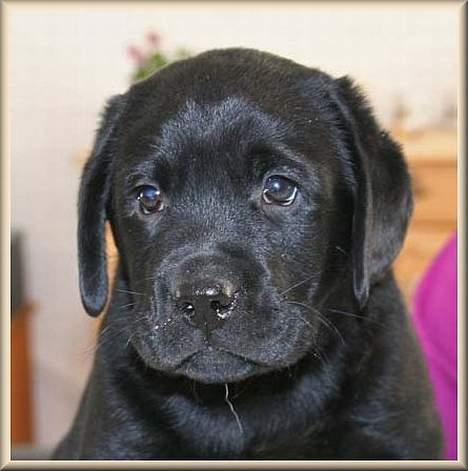 Labrador retriever Diamond - Den dag vi hentede Diamond billede 11