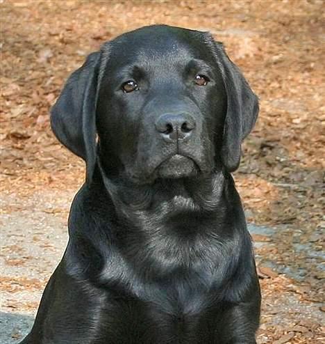 Labrador retriever Diamond - mor´s dreng billede 12
