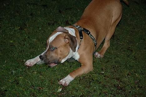 Amerikansk staffordshire terrier Caiser † 2/12 '08 billede 11