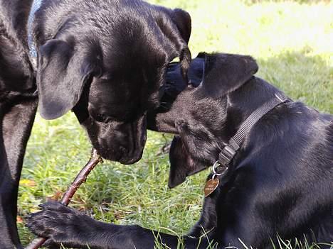 Labrador retriever Nicki - ... billede 10