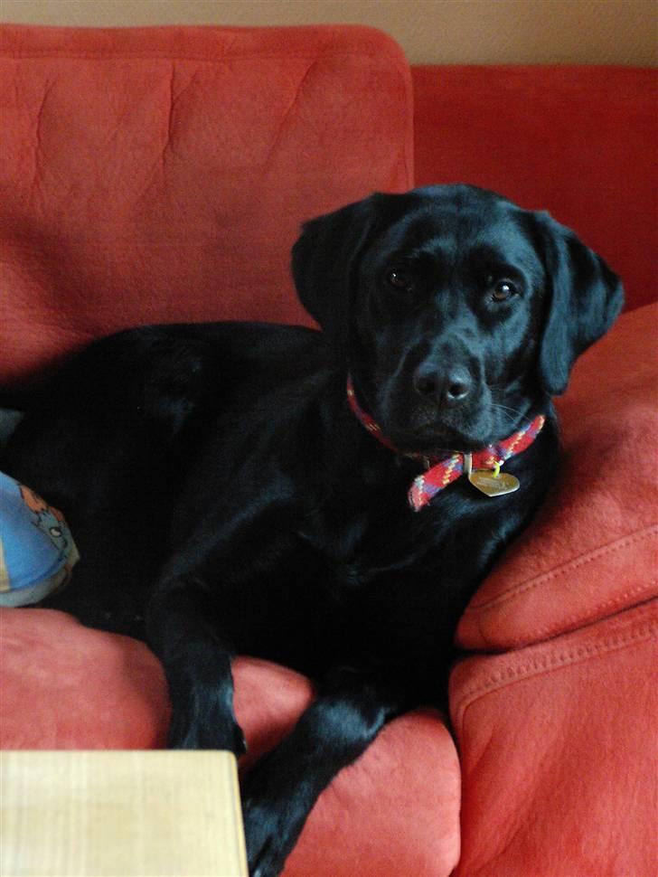 Labrador retriever Nicki - ... billede 12