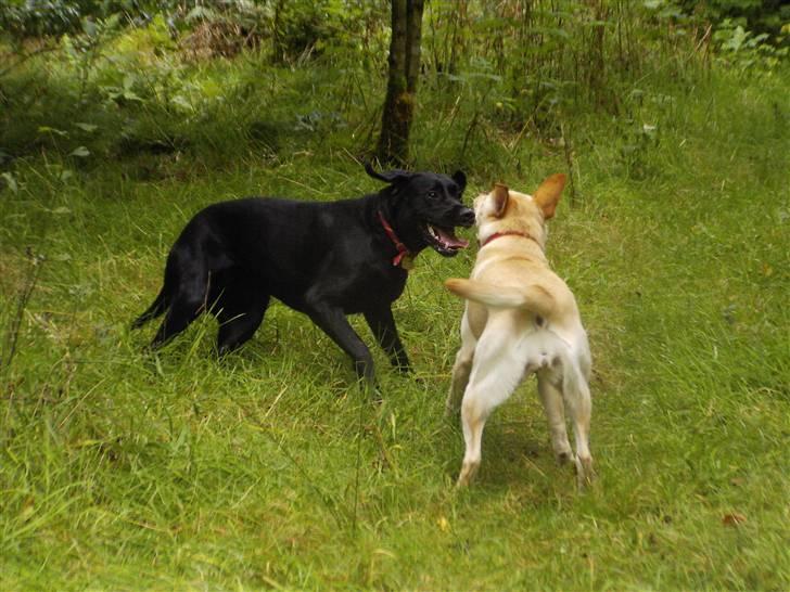 Labrador retriever Nicki - I hundeskoven .. billede 13