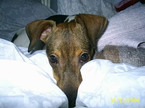 Blanding af racer oscar - ikke nu moar!!! billede 13