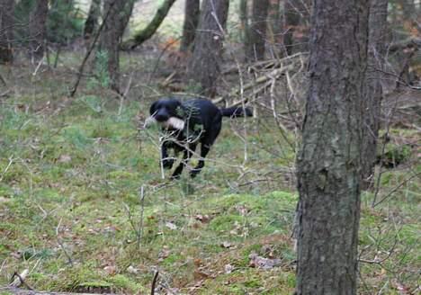Labrador retriever Diamond - Diamond på prøve billede 13